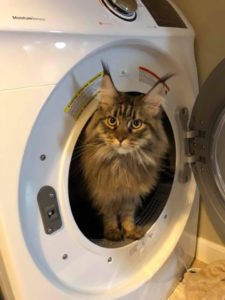 Don't Leave Your Cat in the Dryer.