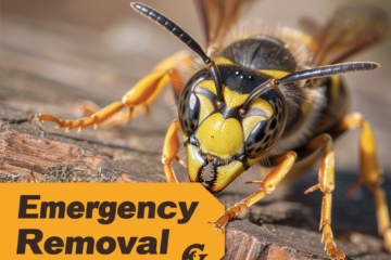 Emergency Wasp Removal